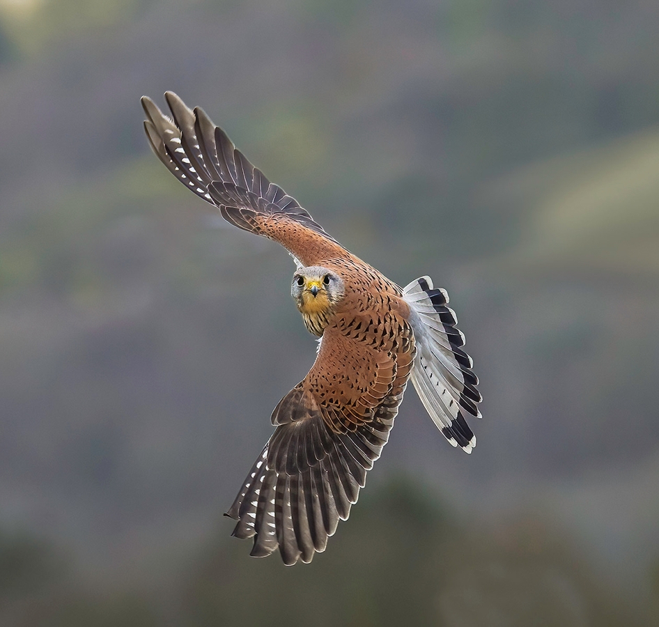 Head On - Janet Taylor - Third Place